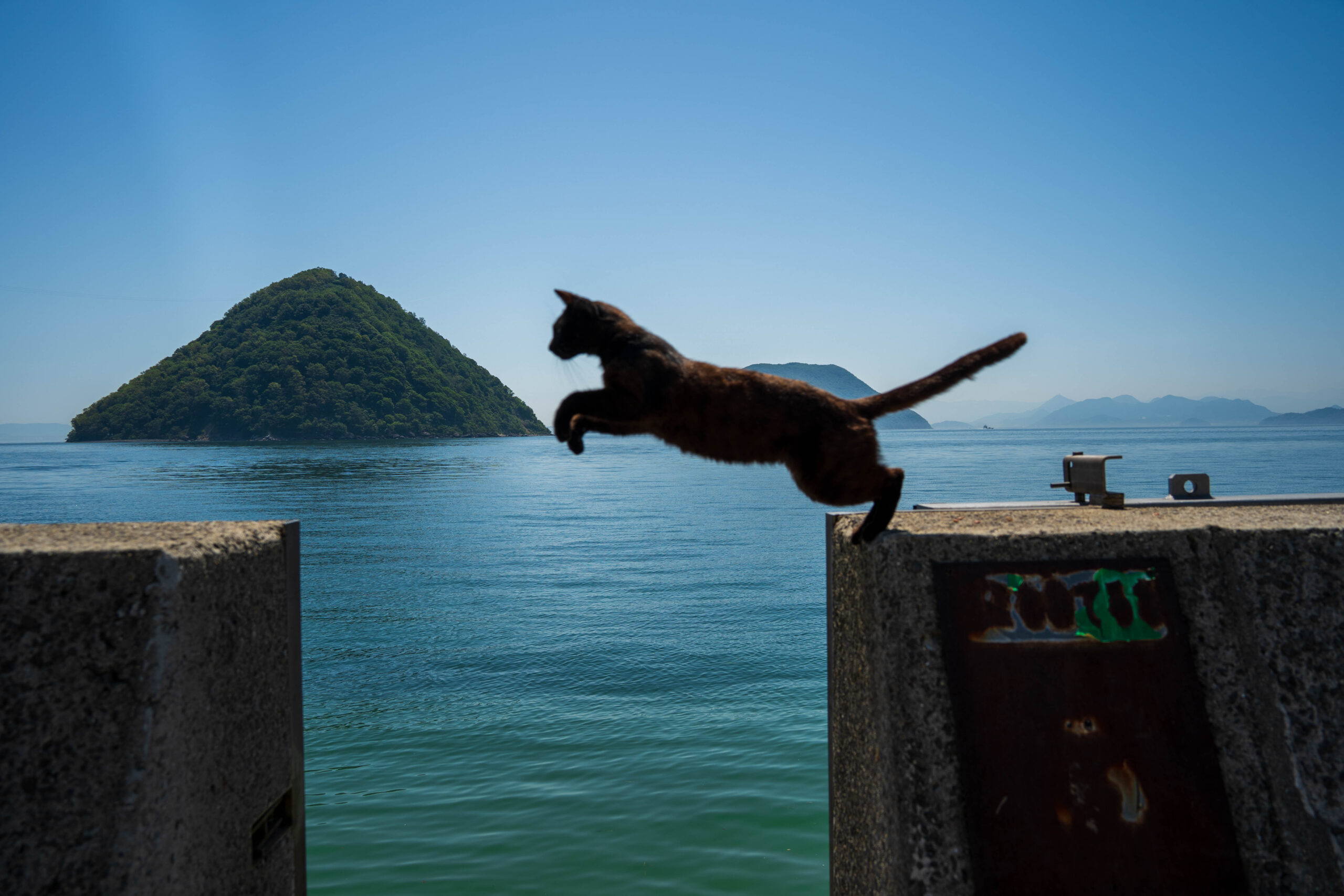 ジャンプする黒猫