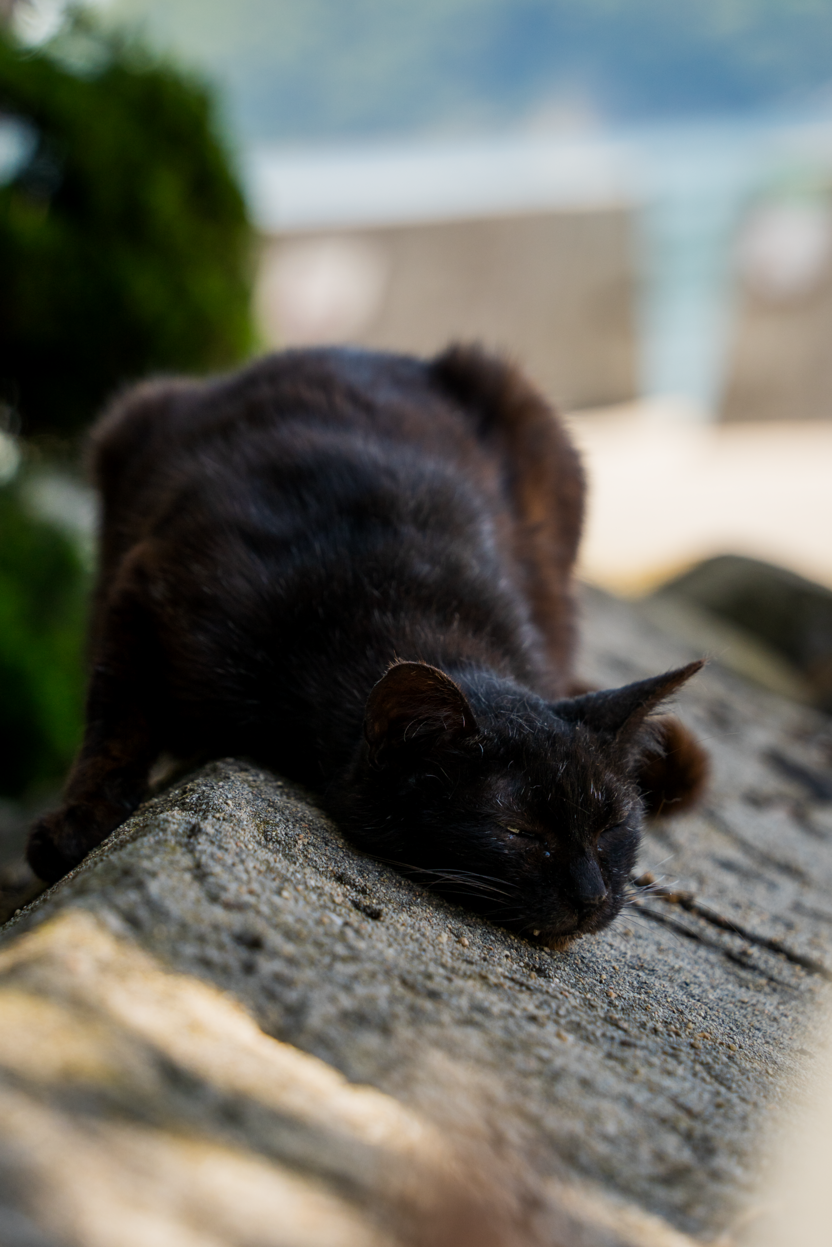 木の上の黒猫