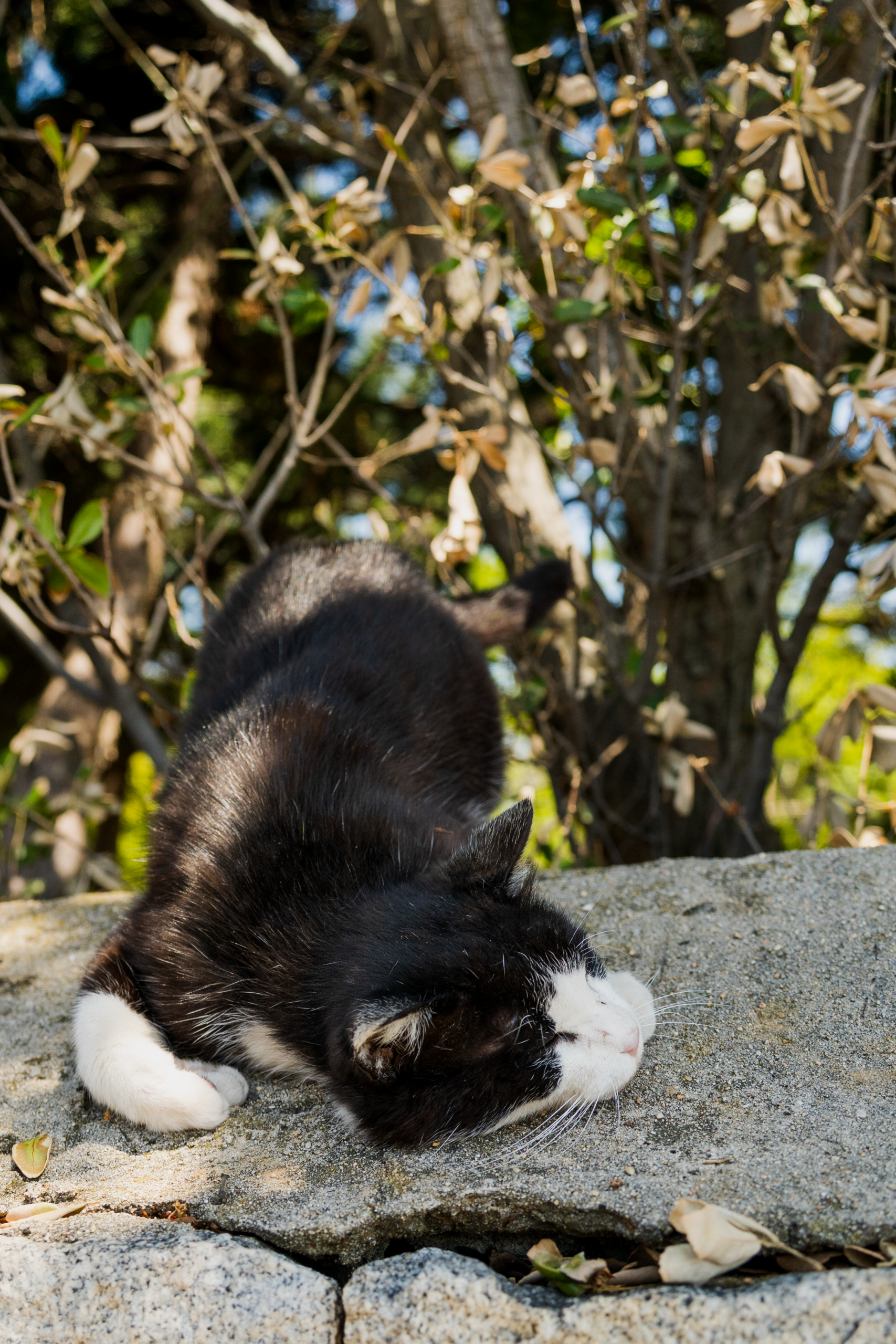 岩の上の白黒猫